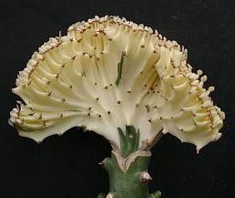 euphorbia_lactea_crestata